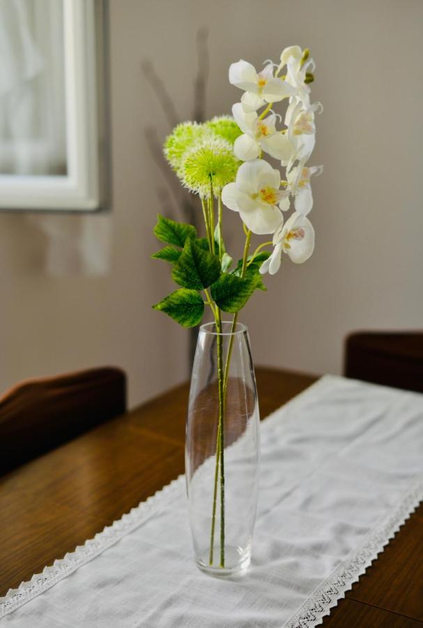 Apartment Niksa Novigrad  Exterior photo